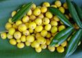 جابوتیکابای زرد، YELLOW JABOTICABA ، Myrciaria glomerata